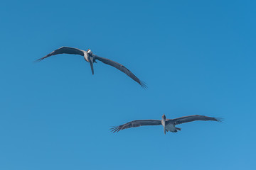 Brown pelican in Guadeloupe, two birds flying together
