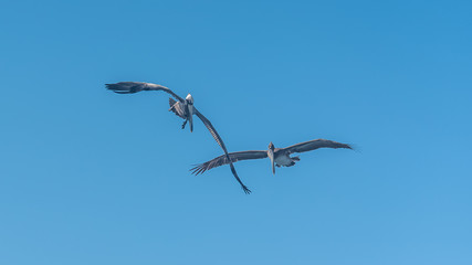 Brown pelican in Guadeloupe, two birds flying together
