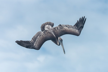 Brown pelican in Guadeloupe, bird flying 
