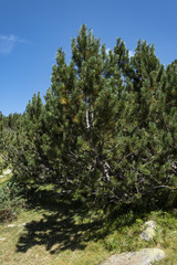 Macedonian pine (Pinus peuce) on Pirin Mountain, Bulgaria