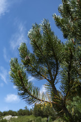Macedonian pine (Pinus peuce) on Pirin Mountain, Bulgaria