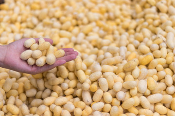Holding silkworm cocoon for silk making