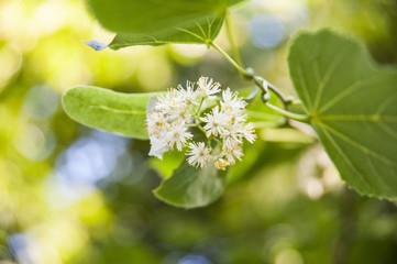 A useful flower of a tree of linden blossoms in the summer which is collected and make from it a healing drink.