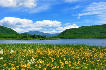 初夏の湿原・青空と花々の咲く風景