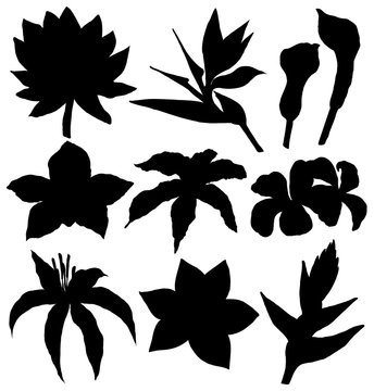 Tropical flowers silhouettes set - Water lily, orchid, clematis, plumeria, frangipani, bird of paradise and hibiscus