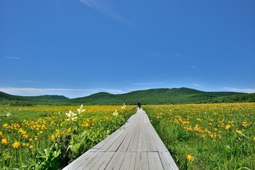 初夏の湿原・青空と花々の咲く風景 © godfather