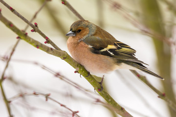 Fototapeta premium Male chaffinch bird sitting on a tree branch