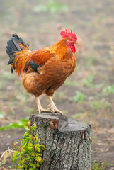 red rooster on a stump in the countryside