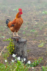the red cock on the stump screams