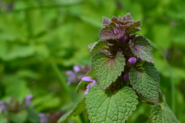 Green and purple