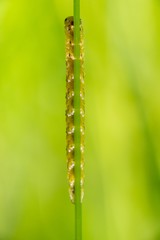 Raupe versteckt sich in Wiese hinter Grashalm, Allertal, Niedersachsen, Deutschland, Europa