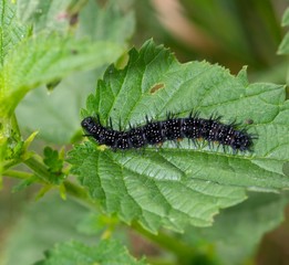 Raupe des Tagpfauenauges (Aglais io) auf Brennnessel-Blatt (Urtica), Ovelgönne, Niedersachsen, Deutschland, Europa