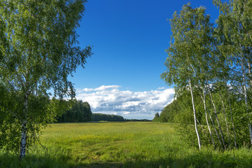 Summer landscape