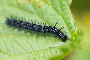 Raupe des Tagpfauenauges (Aglais io) auf Brennnessel-Blatt (Urtica), Ovelgönne, Niedersachsen, Deutschland, Europa