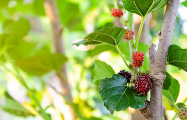Unripe red and black mulberries fruit on its tree