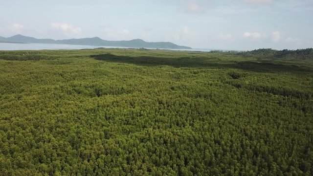 Mangrove forest aerial drone footage 
