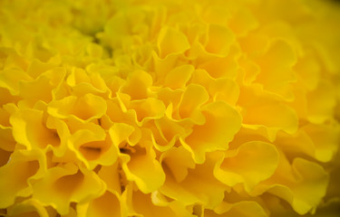 Yellow flower petals of marigolds