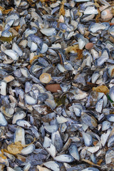 Mussel Beach