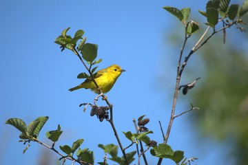 Yellow Warbler in tree