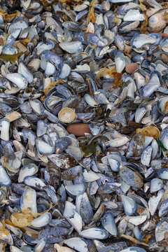 Mussel Beach