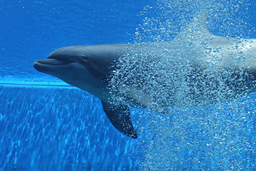 Dolphin