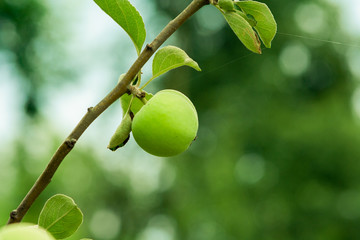 Growing green apple. Young apple on a branch.
