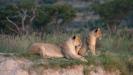 Löwin mit Jungtier im Graß der afrikanischen Savanne
