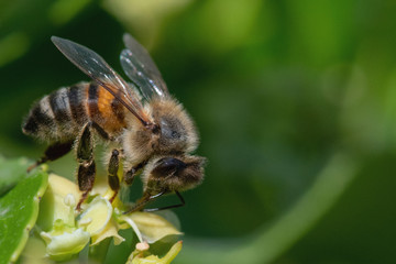 abeille qui butine du pollen, espèce en danger