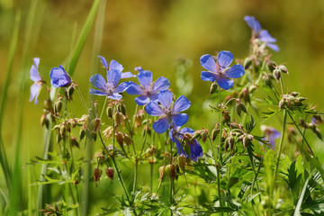 flower  Geranium pratense