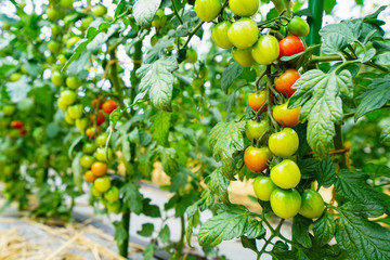 Cultivation of the italian tomato