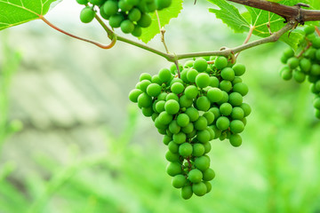 Green grape that ripens. Bunches hanging on a branch