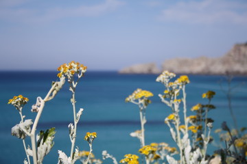 Blüten vor der Küste Cala Mesquidas