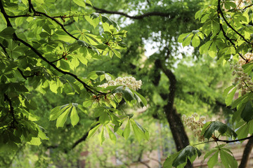 Fototapeta na wymiar Drops of summer rain on leaves of chestnut