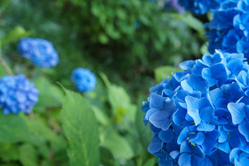 長谷寺のあじさい(奈良県、日本)