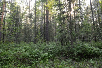 Fototapeta na wymiar A beam of sunlight among trees in the Siberian forest
