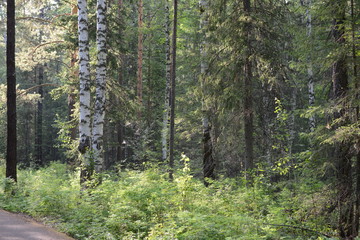 A beam of sunlight among trees in the Siberian forest