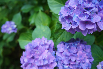 長谷寺のあじさい（奈良県、日本）