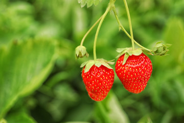 Strawberry plant with ripening berries on blurred background