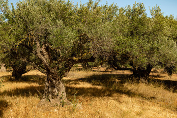 Olivenhain - Olivenbaum