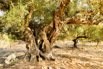 alter Olivenbaum (Olea europaea)