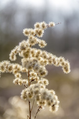 fluffy plant detail