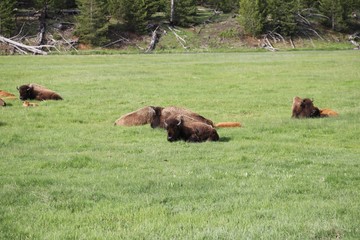 Beautiful Buffalos in Yellowstone NP – USA 