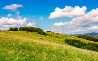 Fototapeta premium lovely mountainous countryside in autumn. forest on a grassy hillside under the beautiful cloudy sky. wonderful place for hike or a picnic in Carpathian mountains, Volovets district, Ukraine