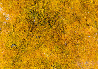 orange lichen closeup