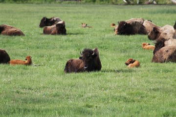 Beautiful Buffalos in Yellowstone NP – USA 
