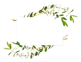 Decorative eucalyptus green leaves in wave arrangement with card