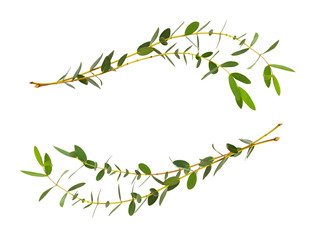 Decorative eucalyptus green leaves in wave arrangements