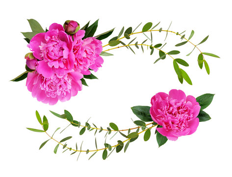 Pink peonies and ecorative eucalyptus green leaves in wave arrangements