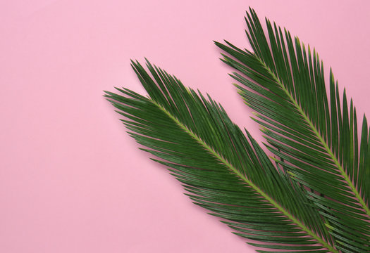 Beautiful tropical leaves on color background, top view