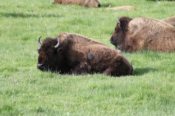 Beautiful Buffalos in Yellowstone NP – USA 